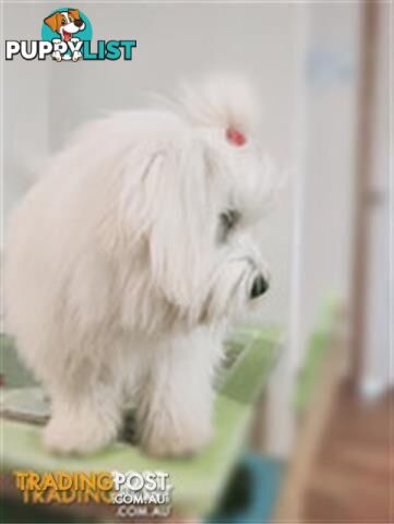 Gorgeous Maltese X Lhasa Apso Puppies