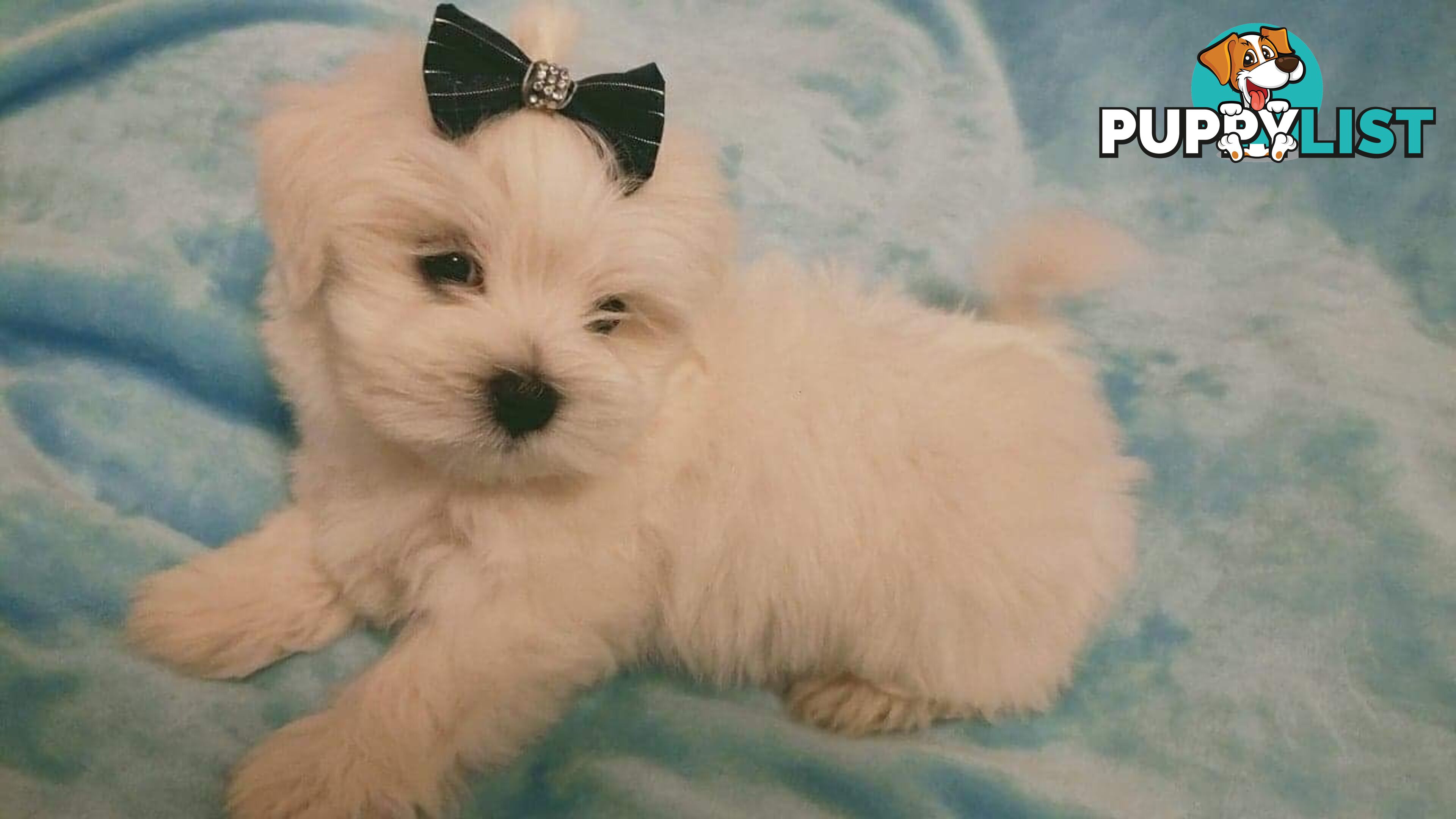 Gorgeous Maltese X Lhasa Apso Puppies