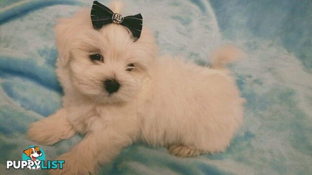 Gorgeous Maltese X Lhasa Apso Puppies