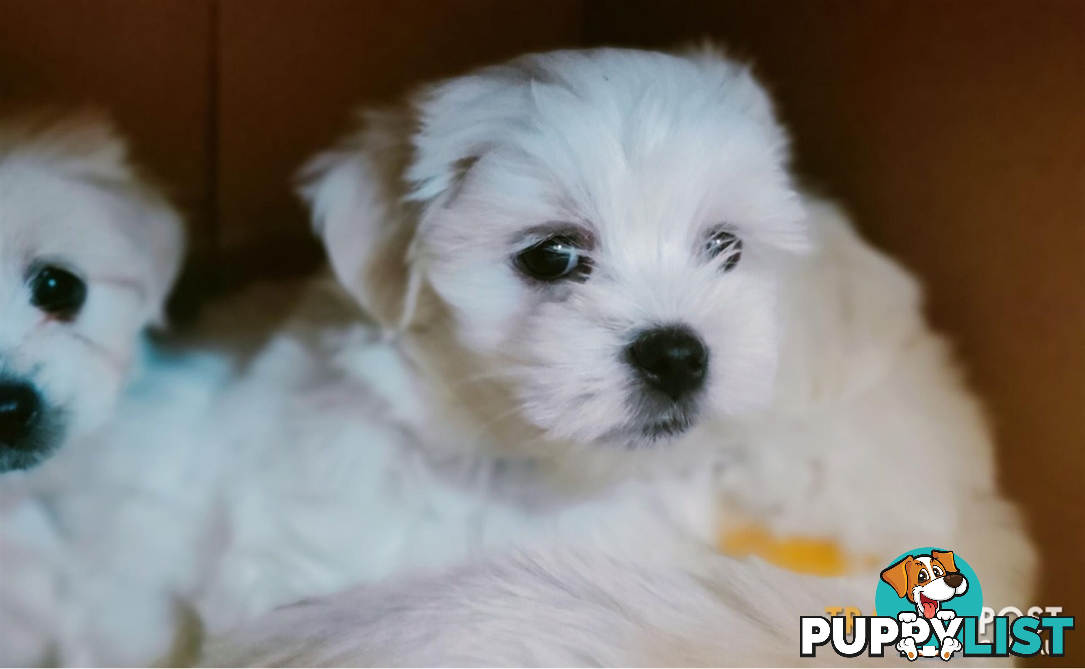 Gorgeous Maltese X Lhasa Apso Puppies