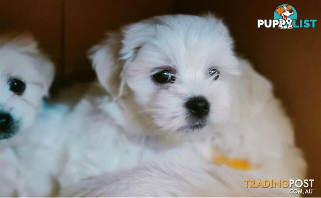 Gorgeous Maltese X Lhasa Apso Puppies