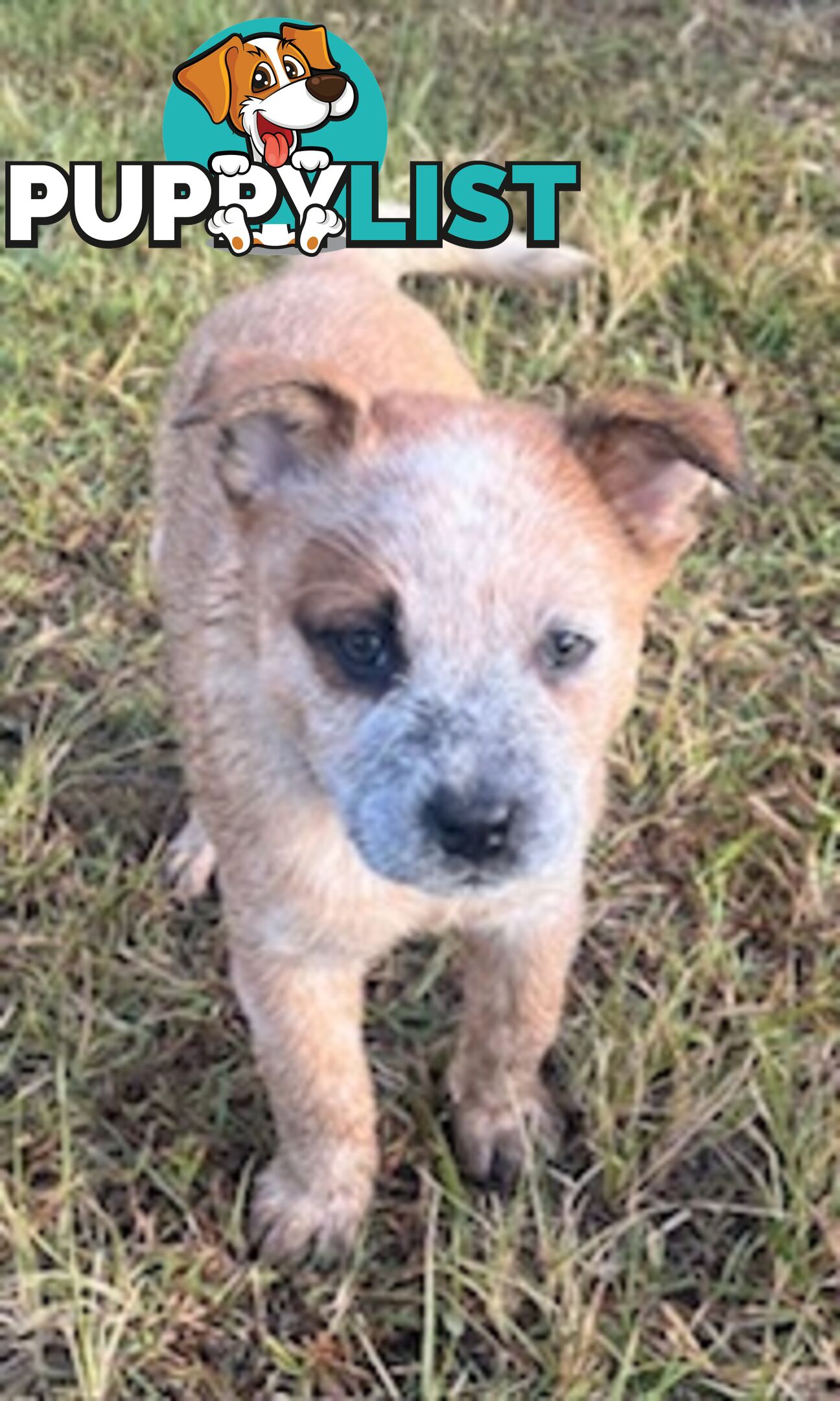 PURE BREED AUSTRALIAN CATTLE DOG PUPPIES