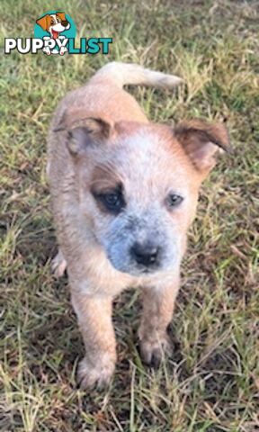 PURE BREED AUSTRALIAN CATTLE DOG PUPPIES