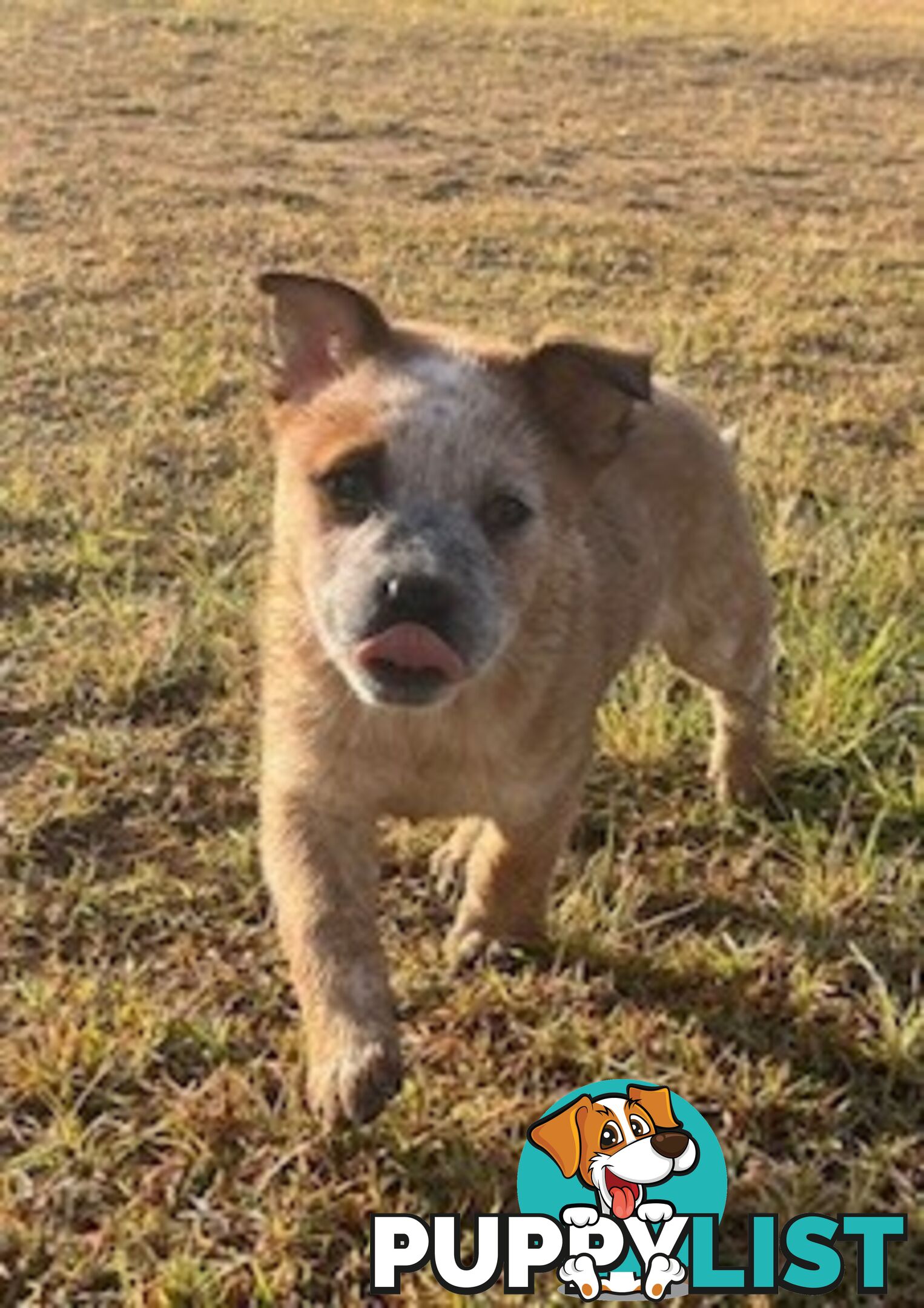 PURE BREED AUSTRALIAN CATTLE DOG PUPPIES