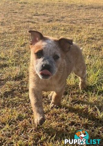 PURE BREED AUSTRALIAN CATTLE DOG PUPPIES