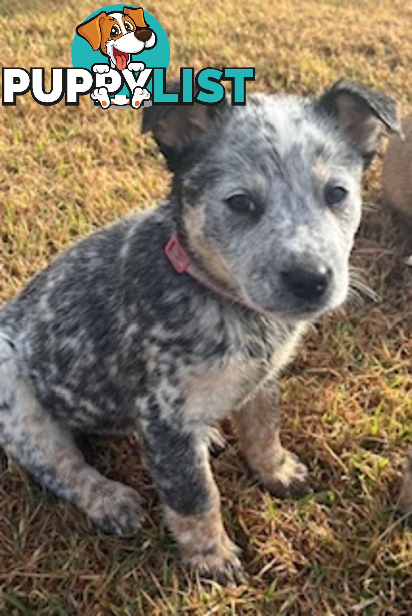 PURE BREED AUSTRALIAN CATTLE DOG PUPPIES