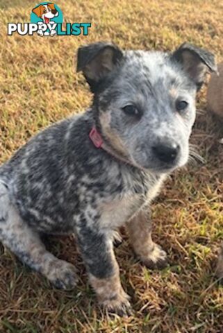 PURE BREED AUSTRALIAN CATTLE DOG PUPPIES
