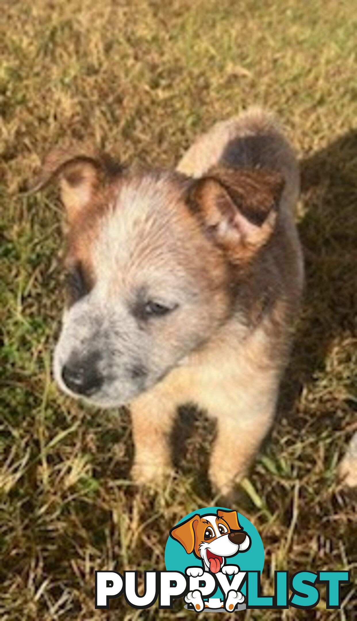 PURE BREED AUSTRALIAN CATTLE DOG PUPPIES