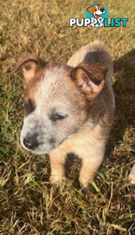 PURE BREED AUSTRALIAN CATTLE DOG PUPPIES