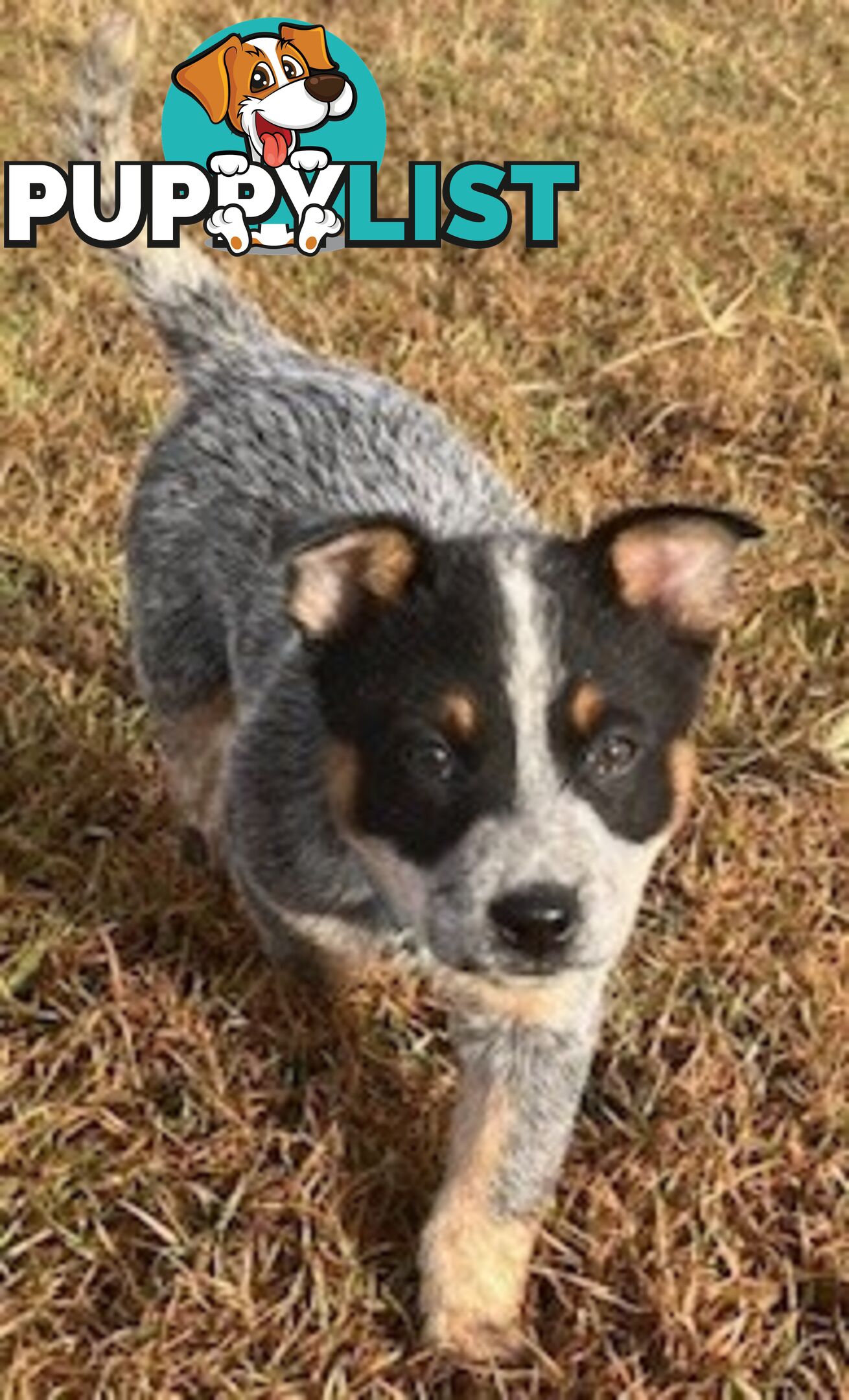 PURE BREED AUSTRALIAN CATTLE DOG PUPPIES