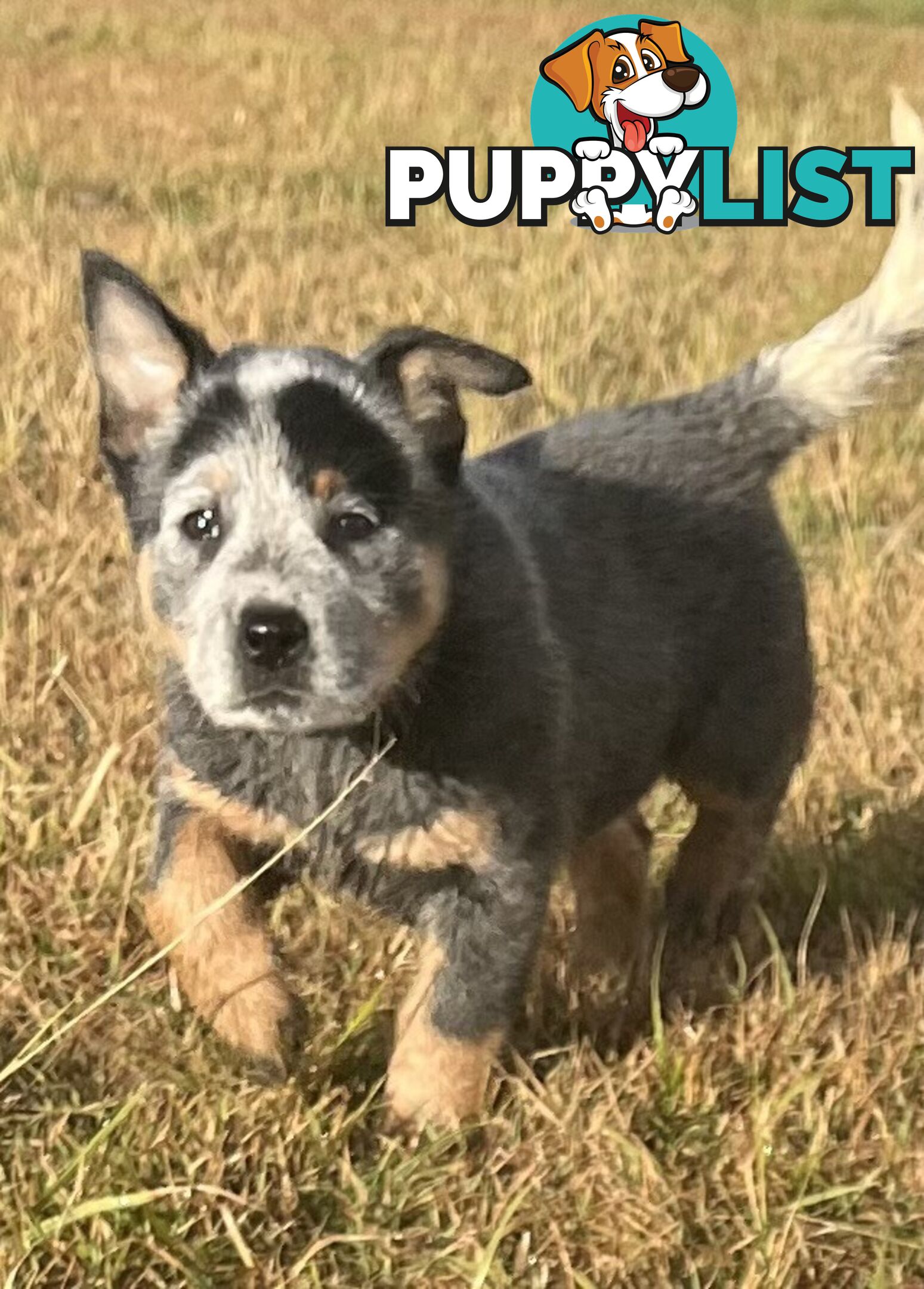 PURE BREED AUSTRALIAN CATTLE DOG PUPPIES