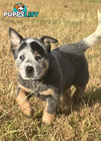 PURE BREED AUSTRALIAN CATTLE DOG PUPPIES