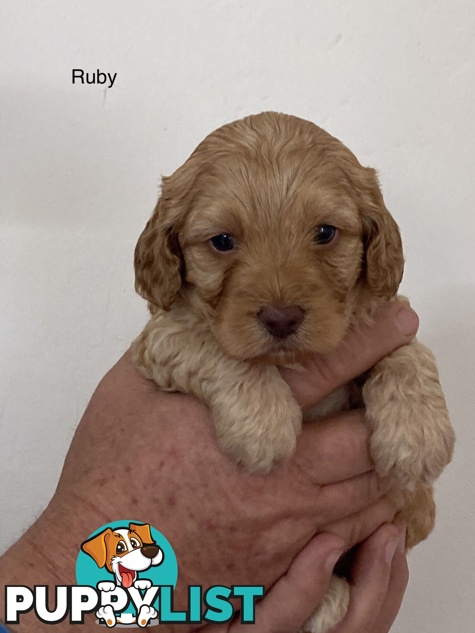 Schnoodle puppies for sale