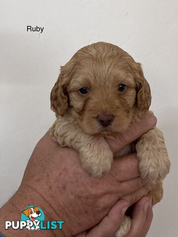 Schnoodle puppies for sale