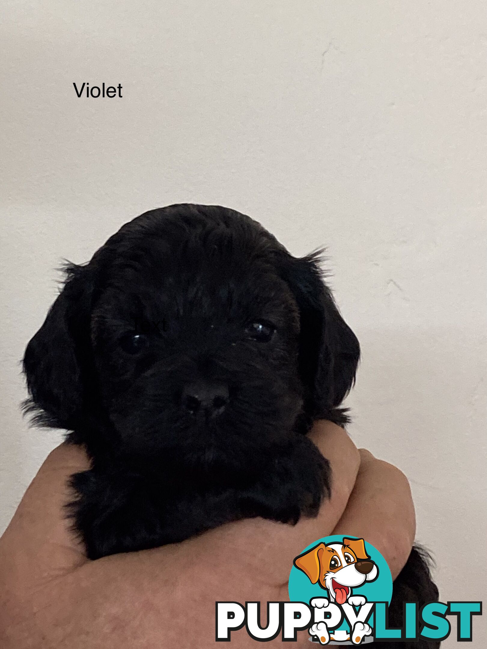 Schnoodle puppies for sale