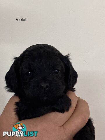 Schnoodle puppies for sale