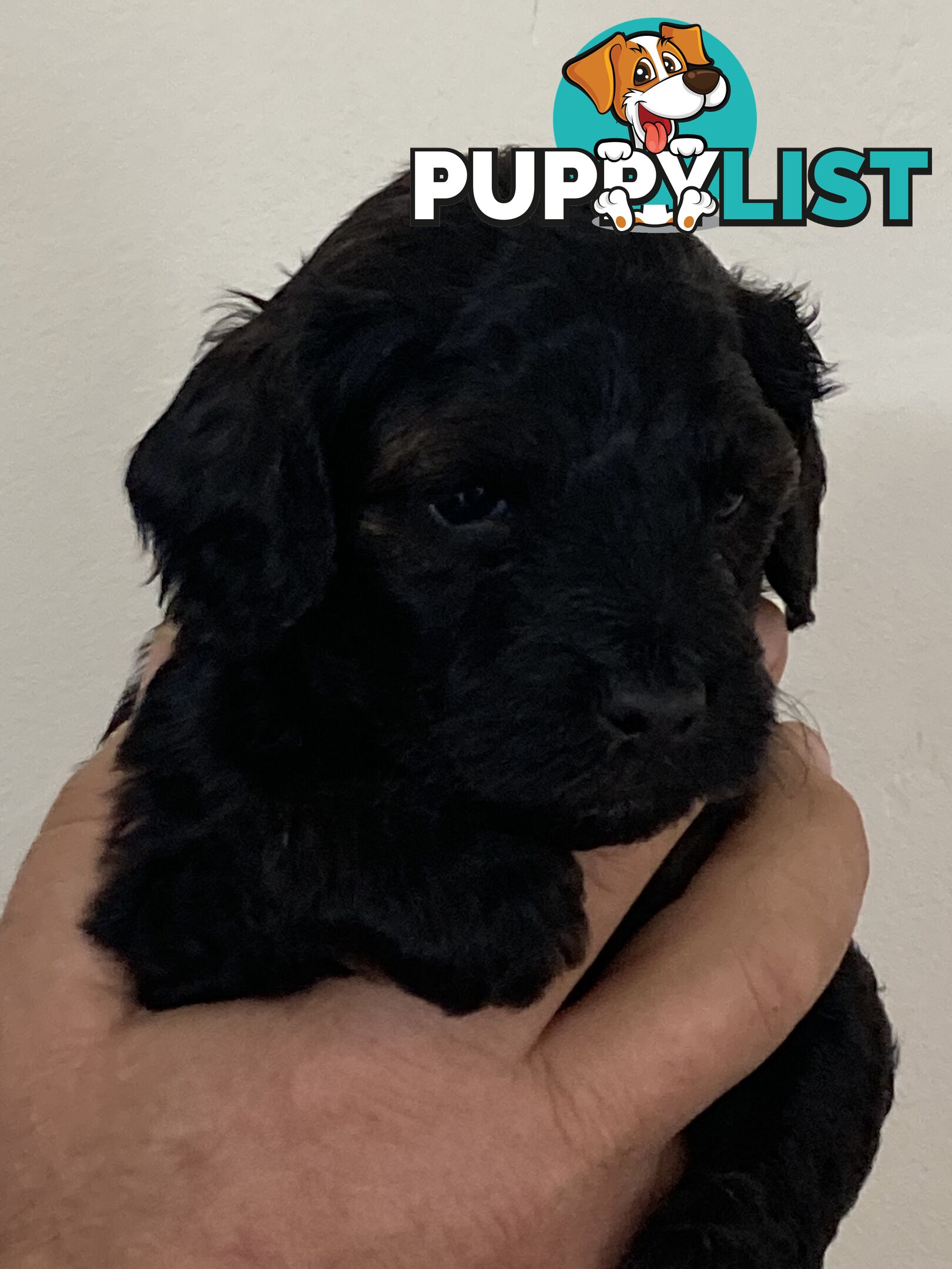 Schnoodle puppies for sale