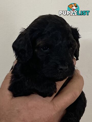 Schnoodle puppies for sale