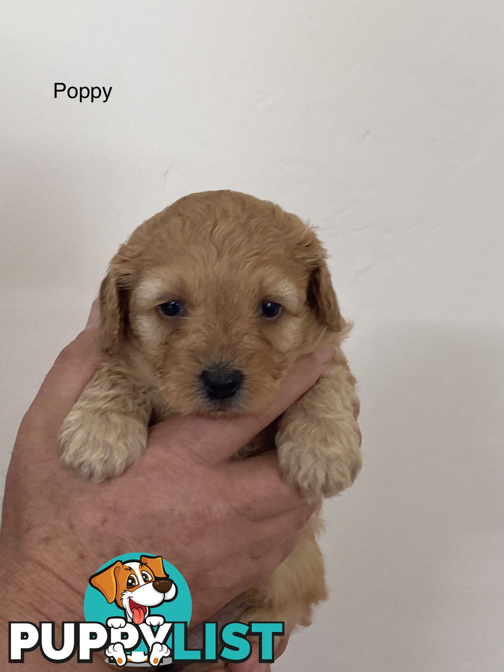 Schnoodle puppies for sale