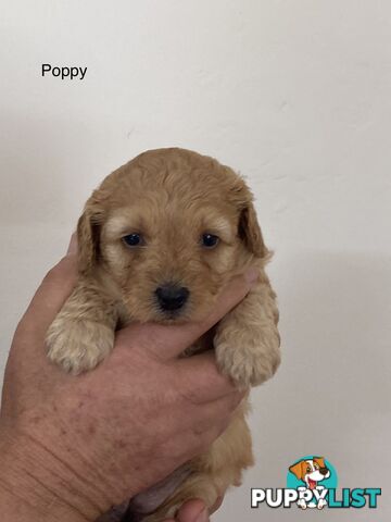 Schnoodle puppies for sale