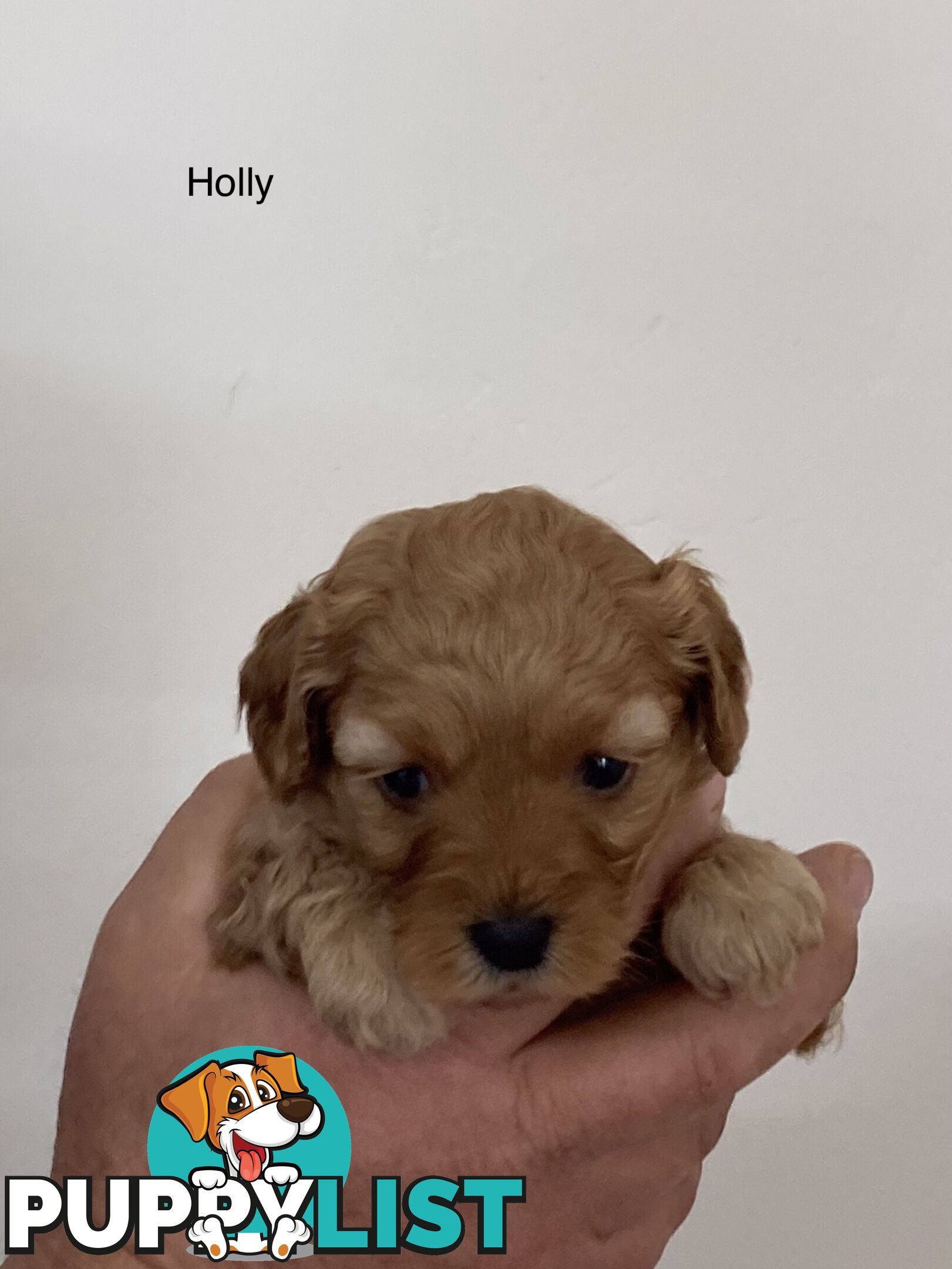 Schnoodle puppies for sale