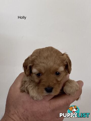 Schnoodle puppies for sale