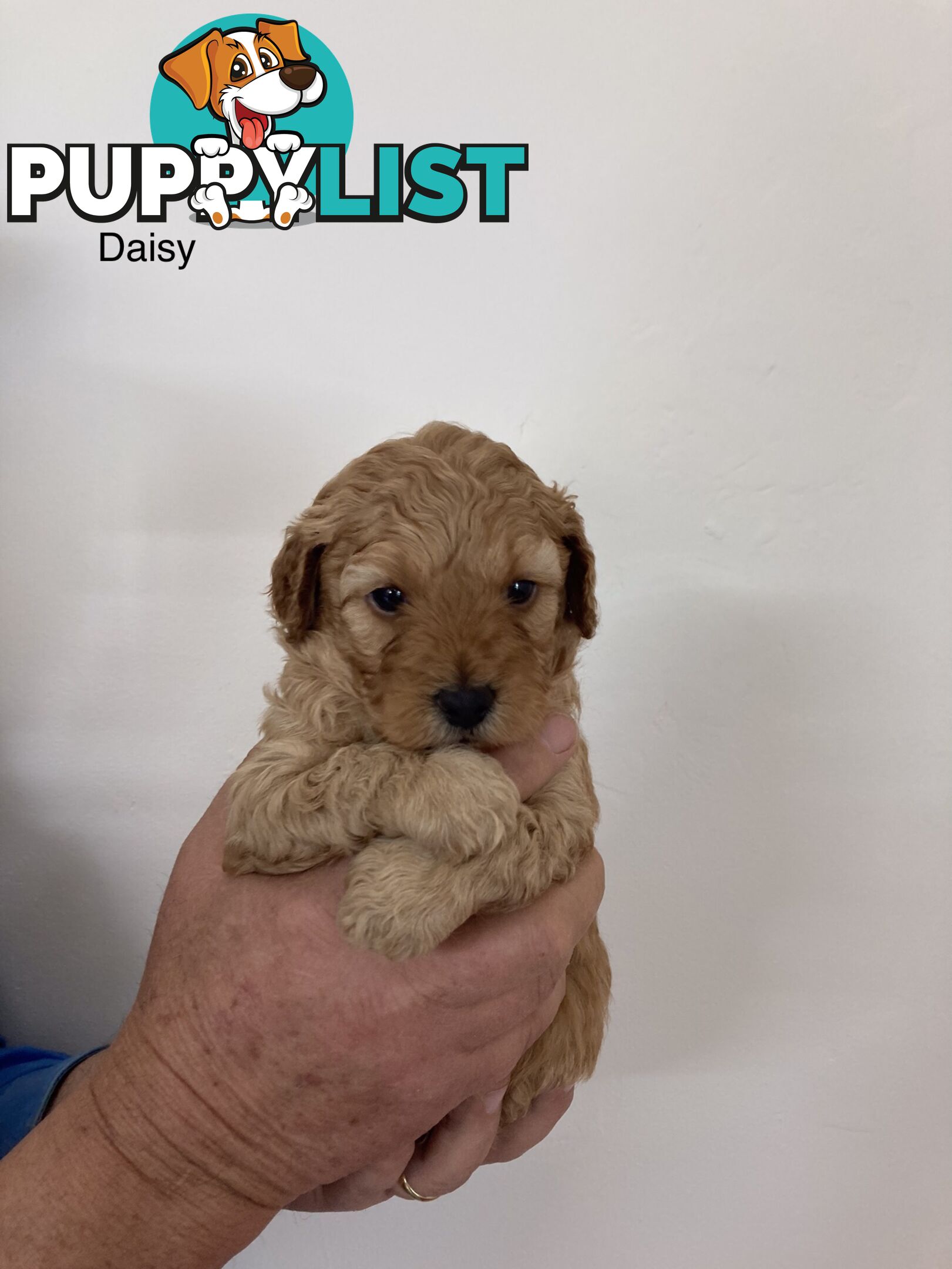 Schnoodle puppies for sale