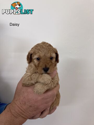 Schnoodle puppies for sale