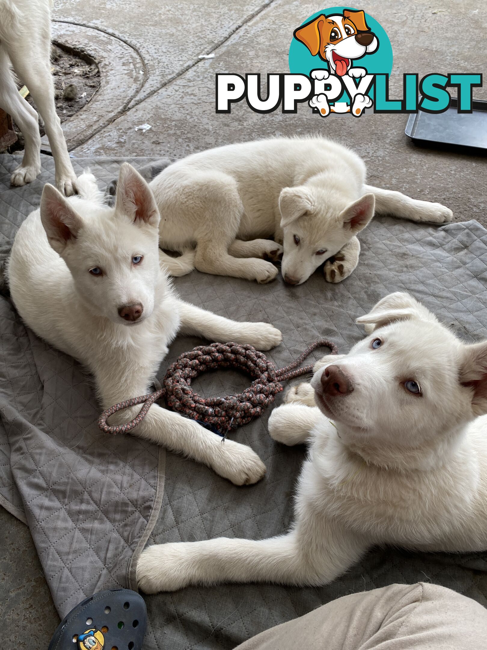 **4 left** White purebred Siberian Husky Puppies