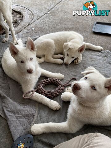 **4 left** White purebred Siberian Husky Puppies