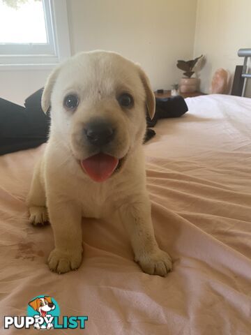 Beautiful Pure Bred Labradors