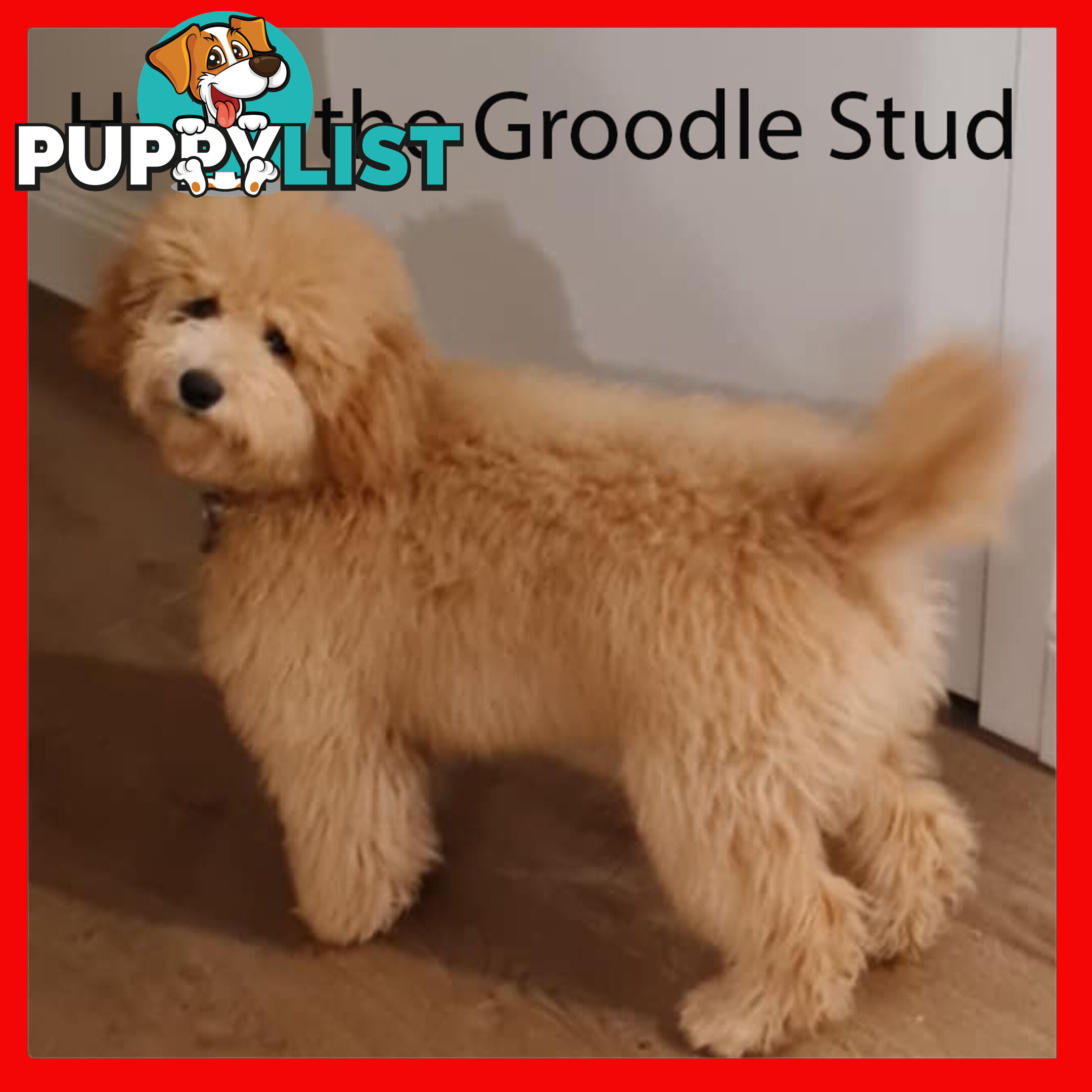 MINIATURE GROODLE STUD - NOT FOR SALE