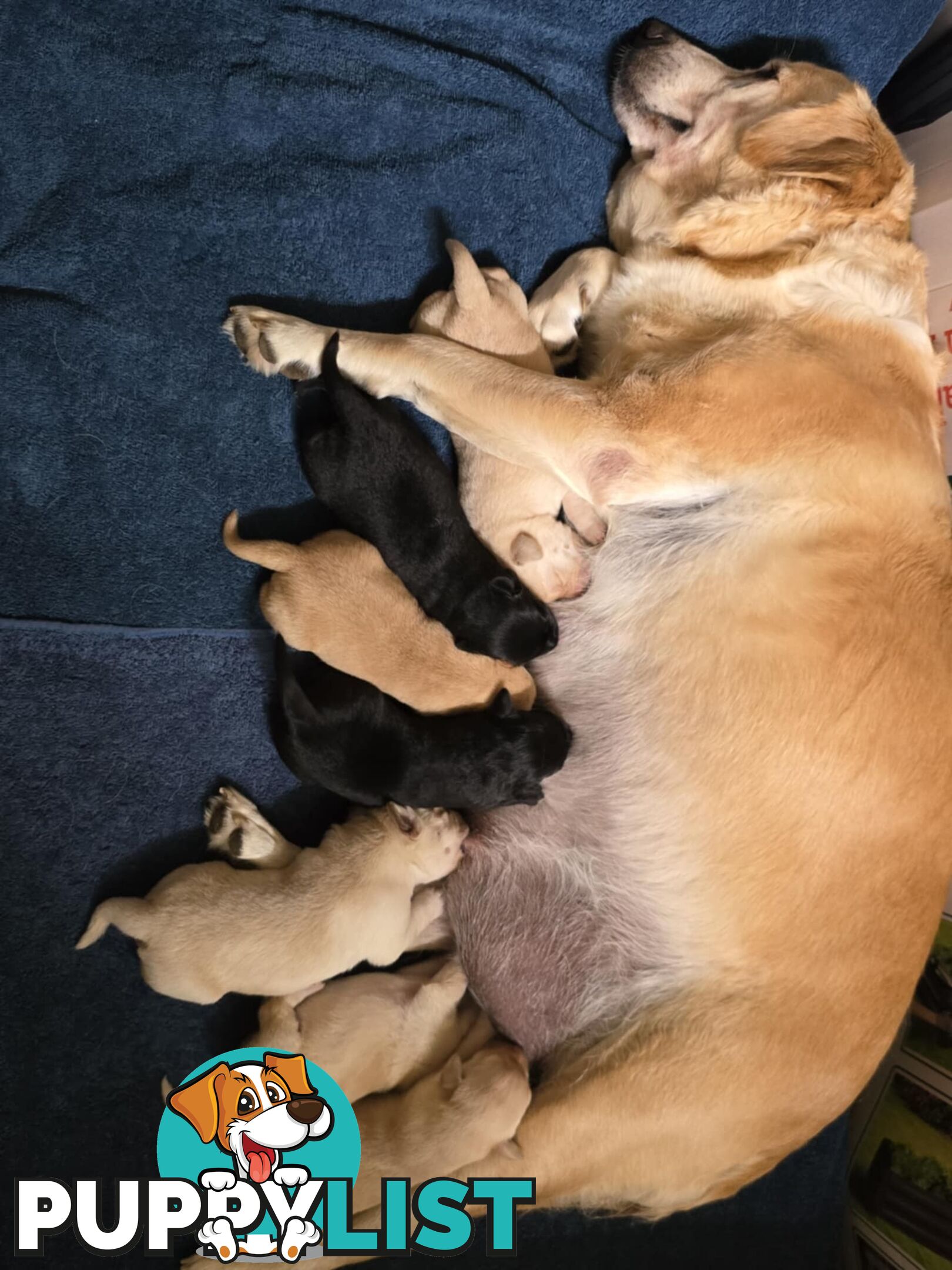 Adorable Labrador Puppies Ready for Their Forever Home