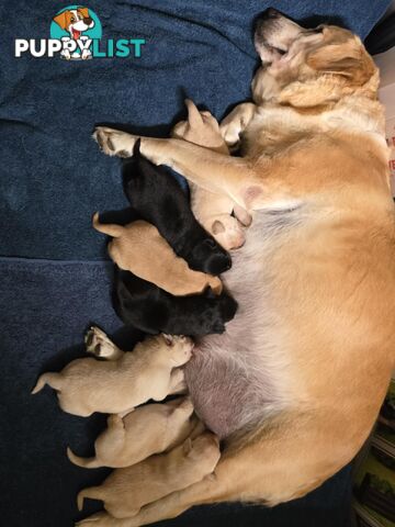 Adorable Labrador Puppies Ready for Their Forever Home