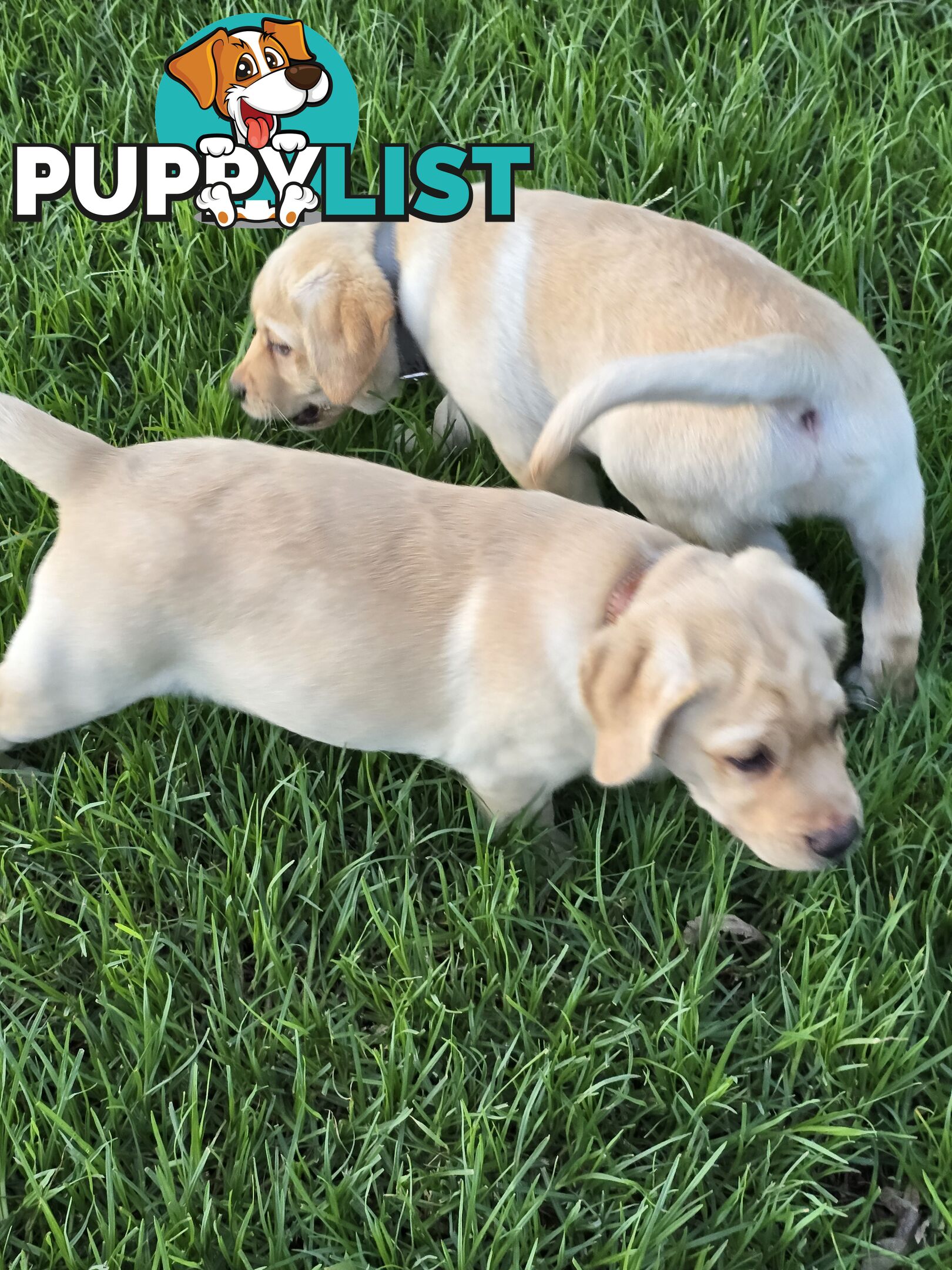 Adorable Labrador Puppies Ready for Their Forever Home