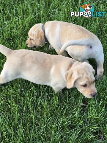 Adorable Labrador Puppies Ready for Their Forever Home