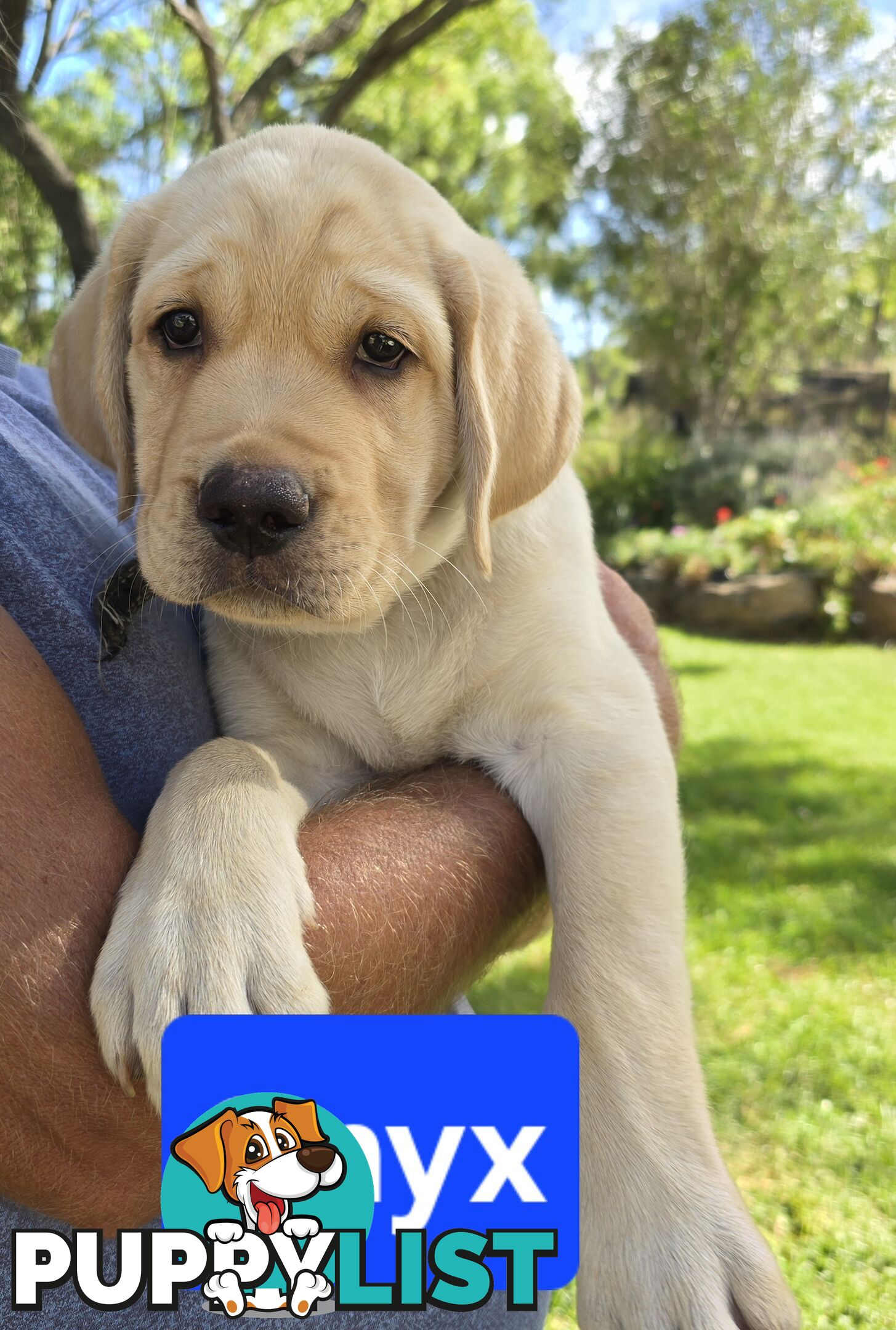 Adorable Labrador Puppies Ready for Their Forever Home