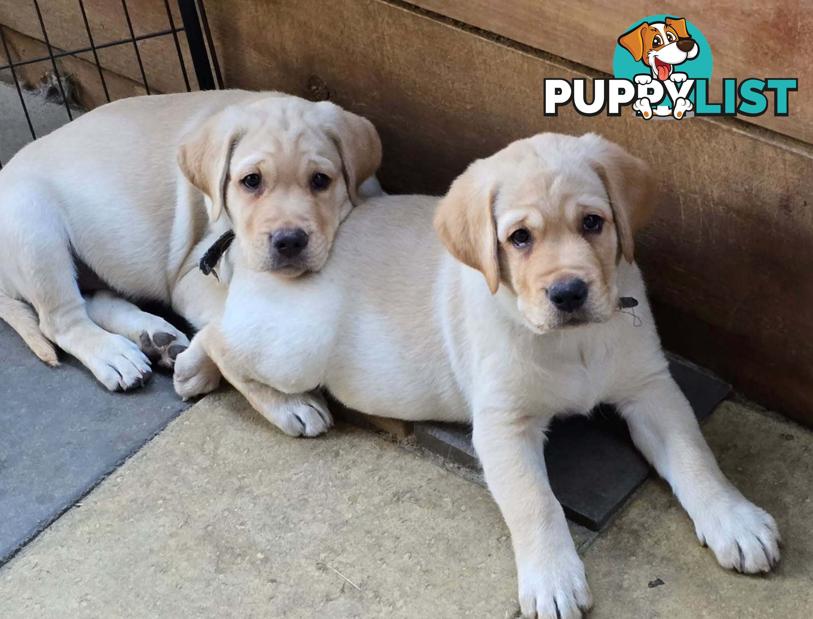 Adorable Labrador Puppies Ready for Their Forever Home