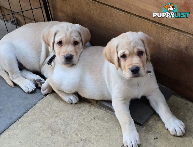 Adorable Labrador Puppies Ready for Their Forever Home