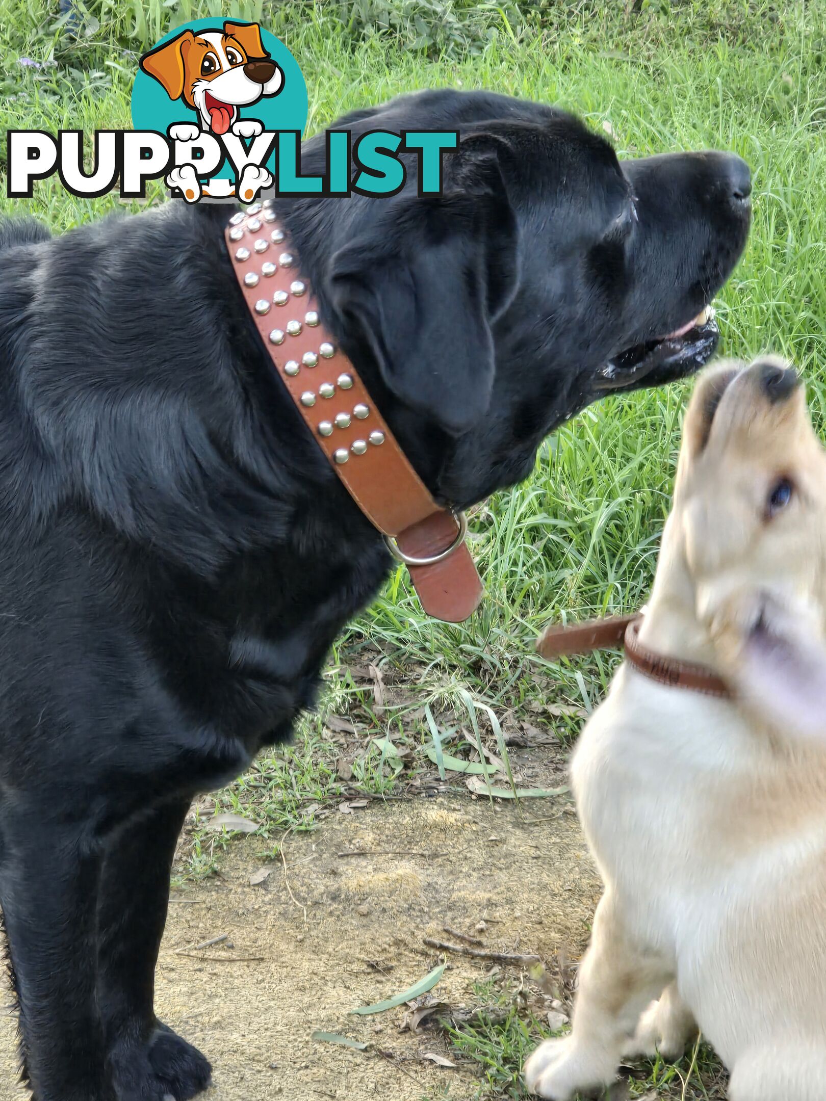 Adorable Labrador Puppies Ready for Their Forever Home