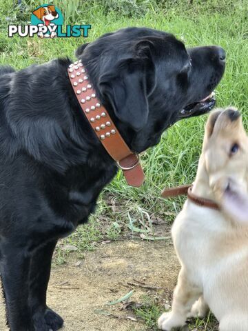 Adorable Labrador Puppies Ready for Their Forever Home