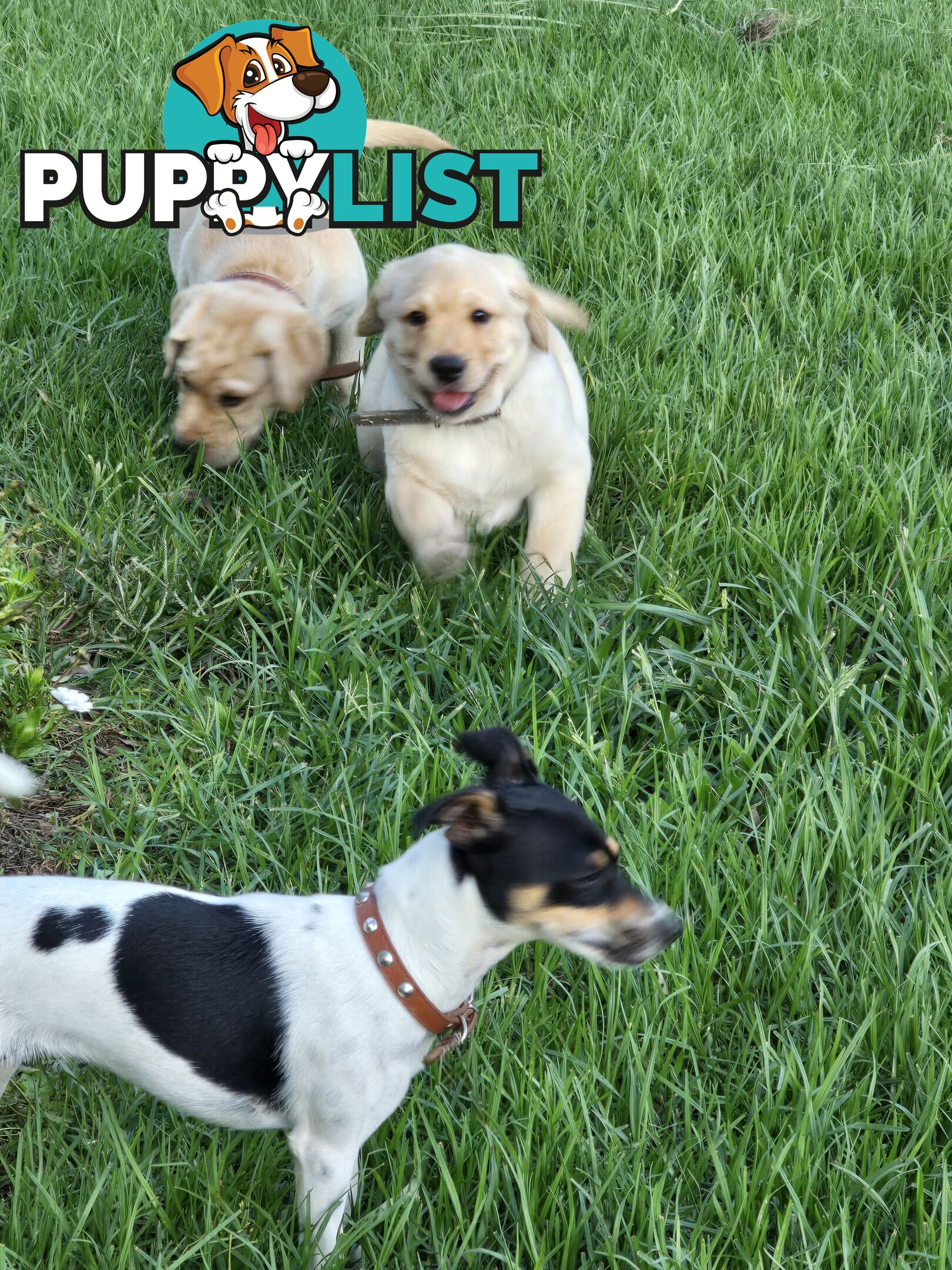 Adorable Labrador Puppies Ready for Their Forever Home