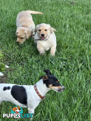 Adorable Labrador Puppies Ready for Their Forever Home