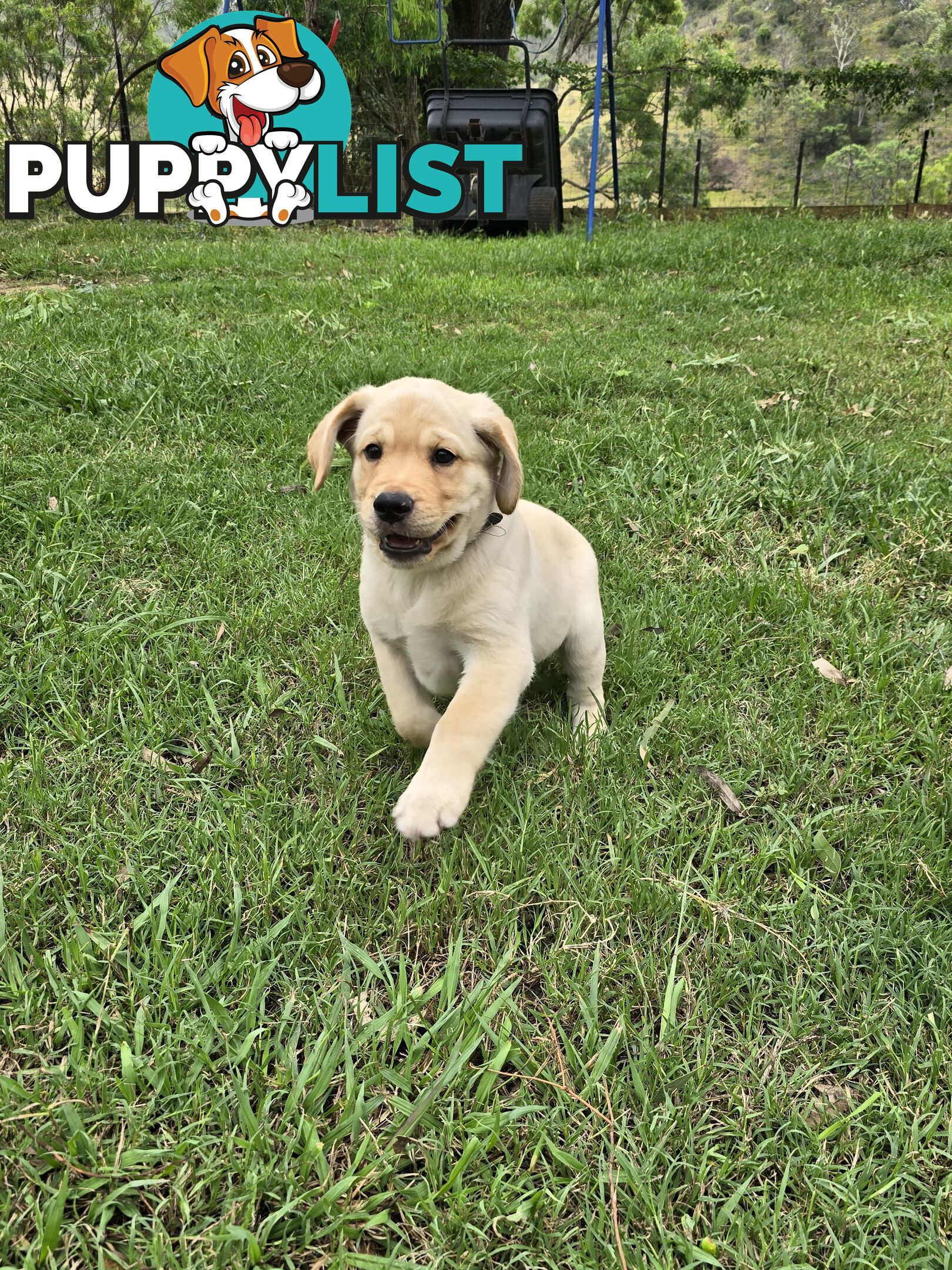 Adorable Labrador Puppies Ready for Their Forever Home