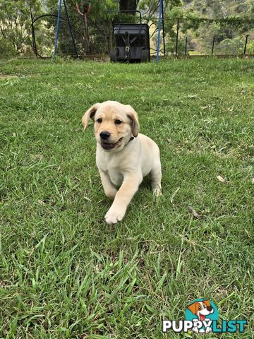 Adorable Labrador Puppies Ready for Their Forever Home