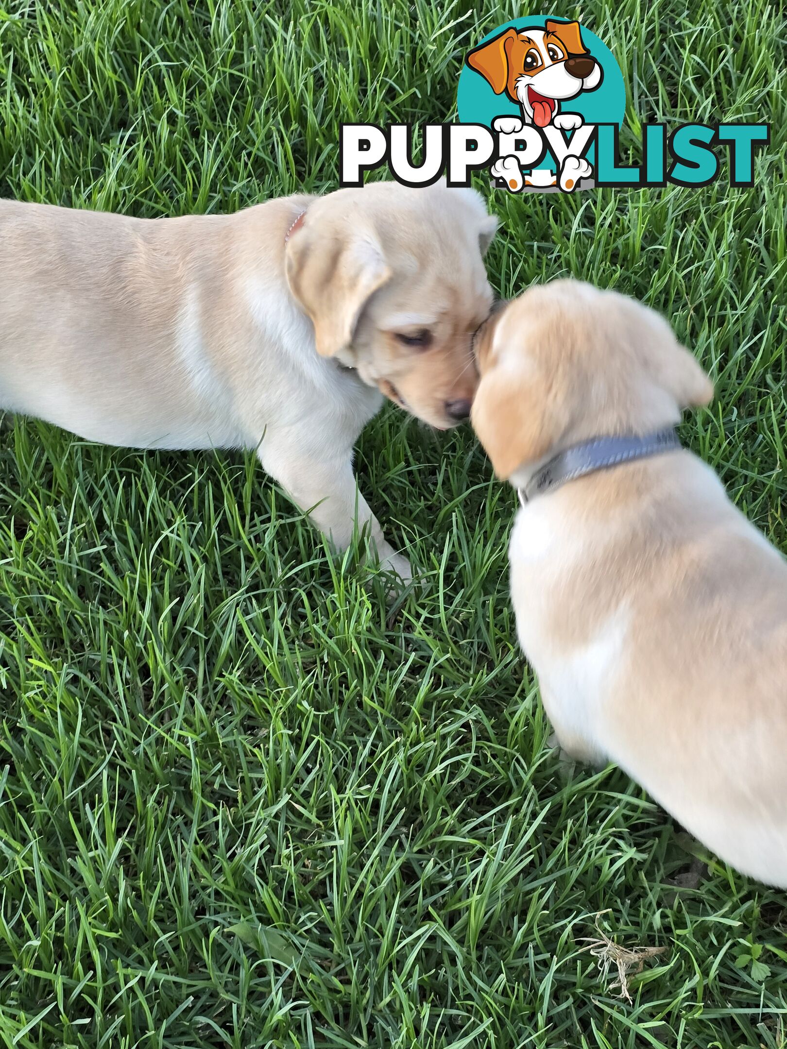 Adorable Labrador Puppies Ready for Their Forever Home