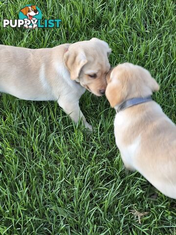 Adorable Labrador Puppies Ready for Their Forever Home