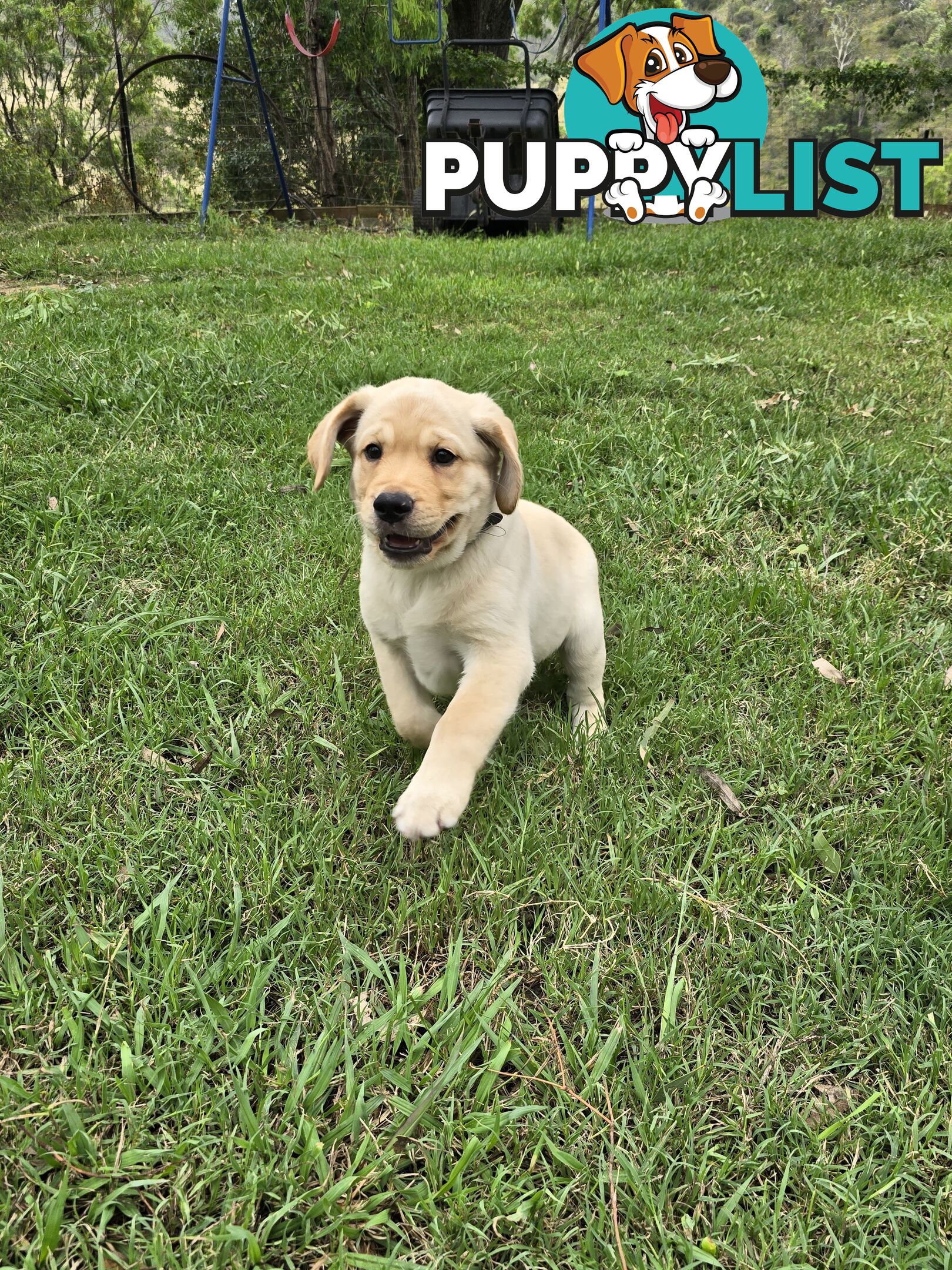 Adorable Labrador Puppies Ready for Their Forever Home