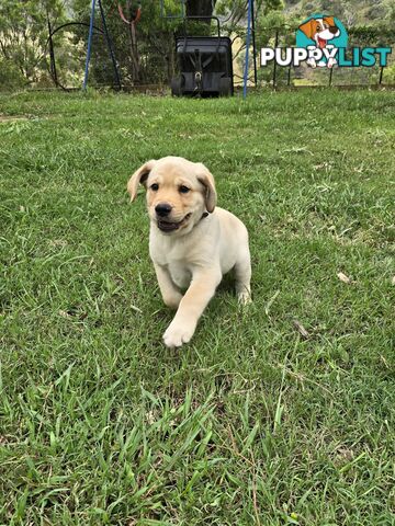 Adorable Labrador Puppies Ready for Their Forever Home