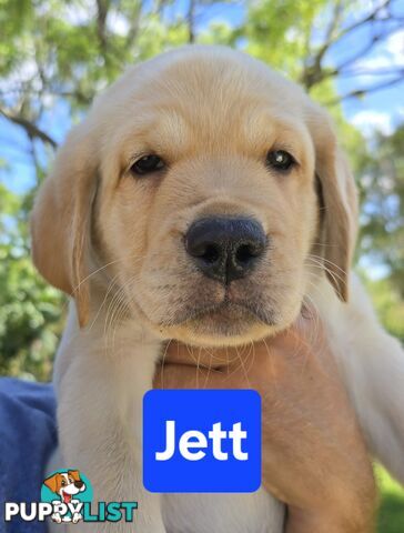 Adorable Labrador Puppies Ready for Their Forever Home